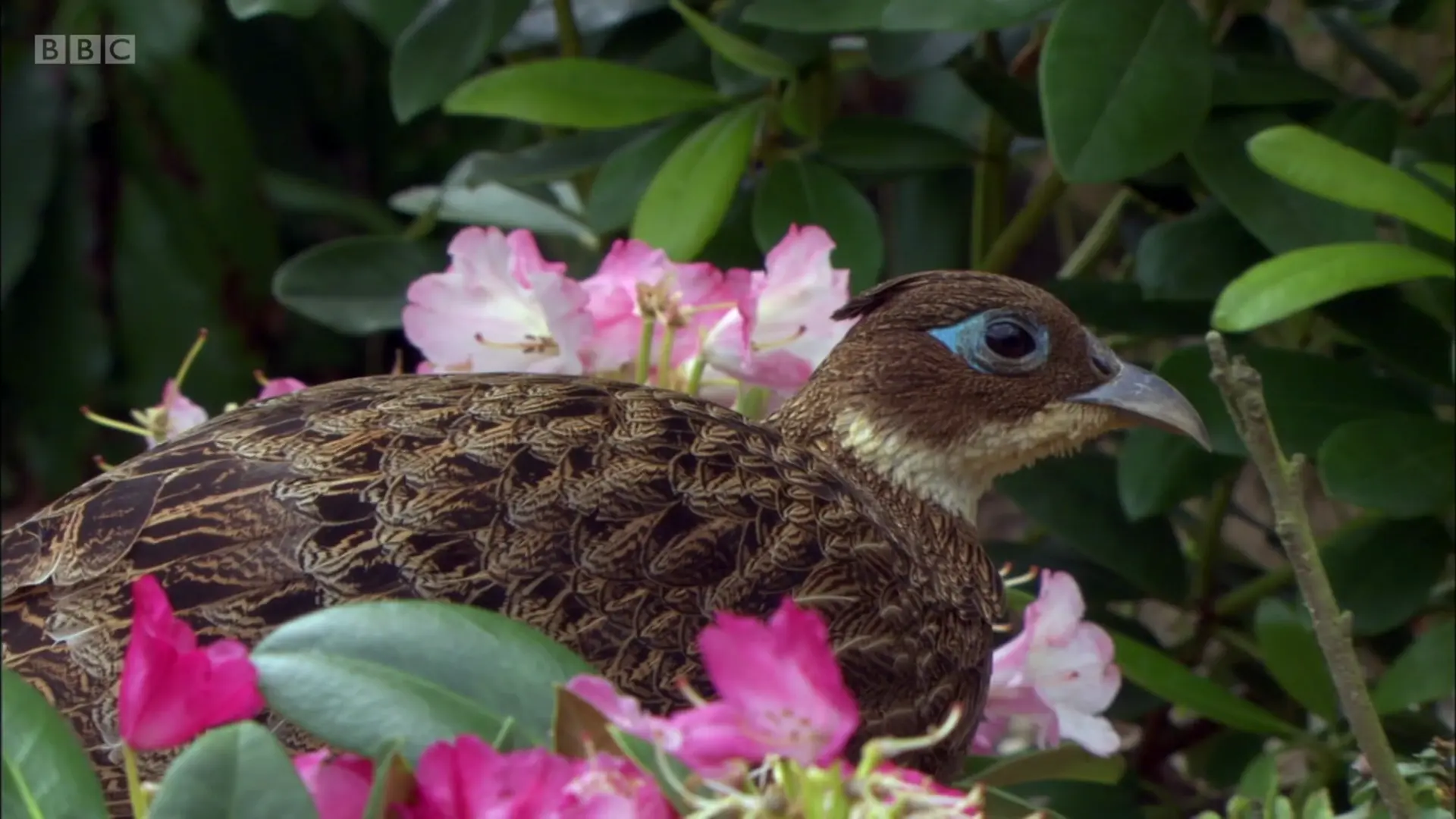 Himalayan monal (Lophophorus impejanus) as shown in Planet Earth - Mountains
